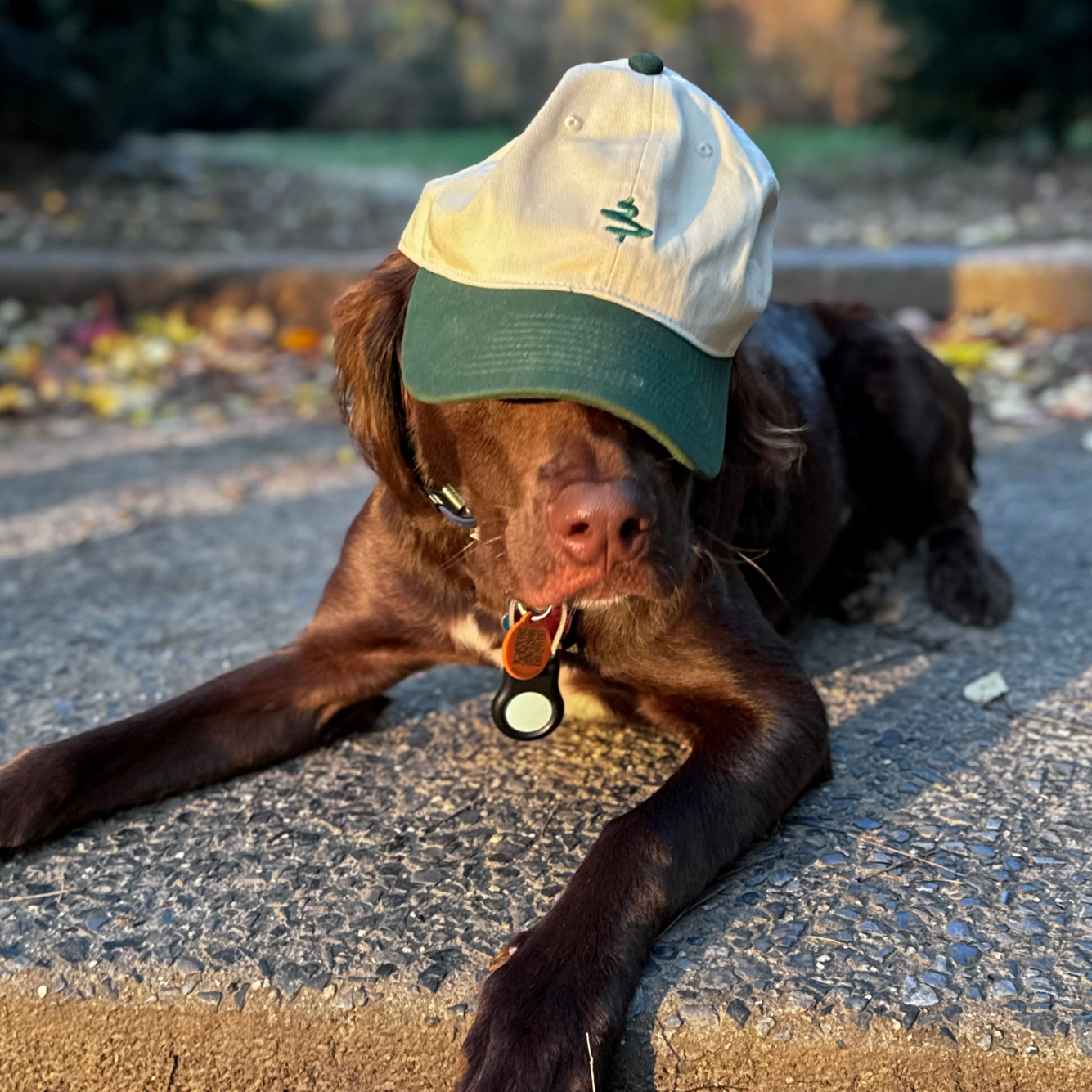 Dog wearing a cap on a road with a blurred background